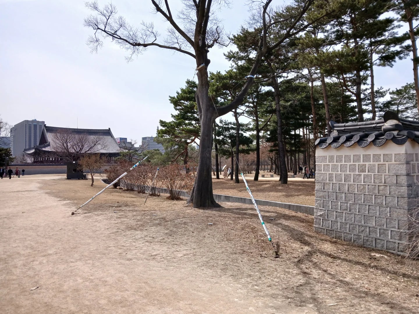 경복궁의 소나무와 돌담 옆 흙길, 2025년 3월