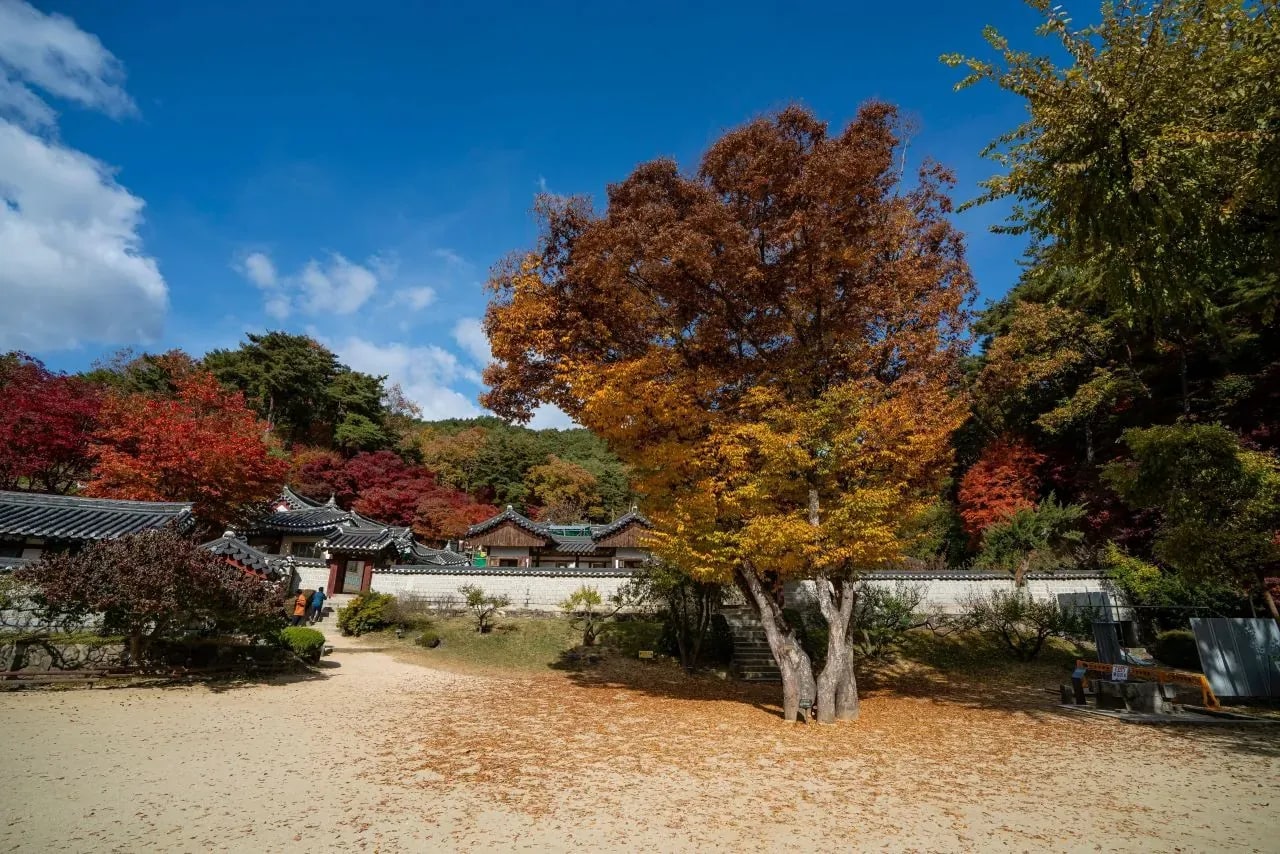 도산서원의 마당·기와지붕과 노란 잎의 큰 나무, 2021년 11월