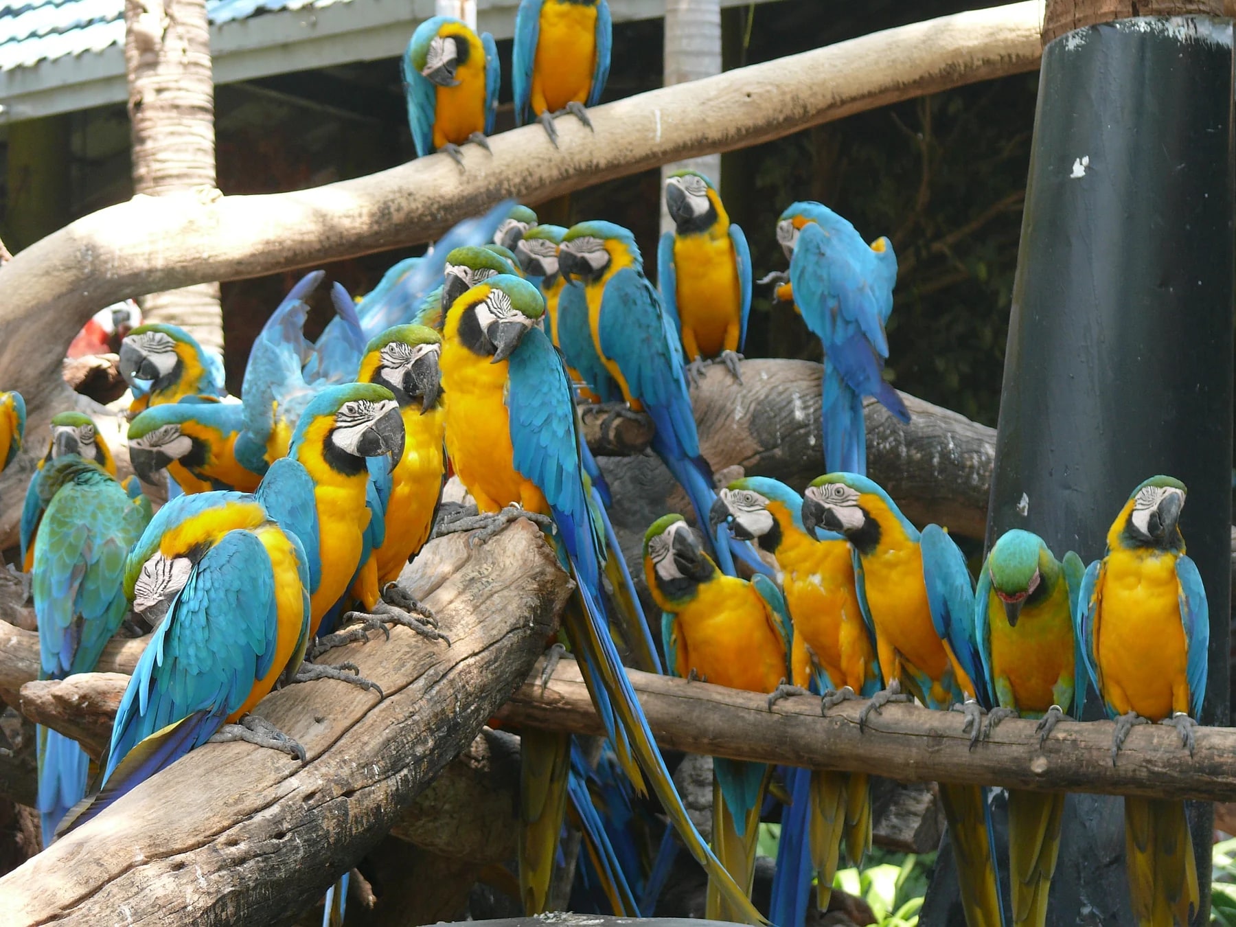 Macaws sitting on perches at Safari World (photographed in 2010)